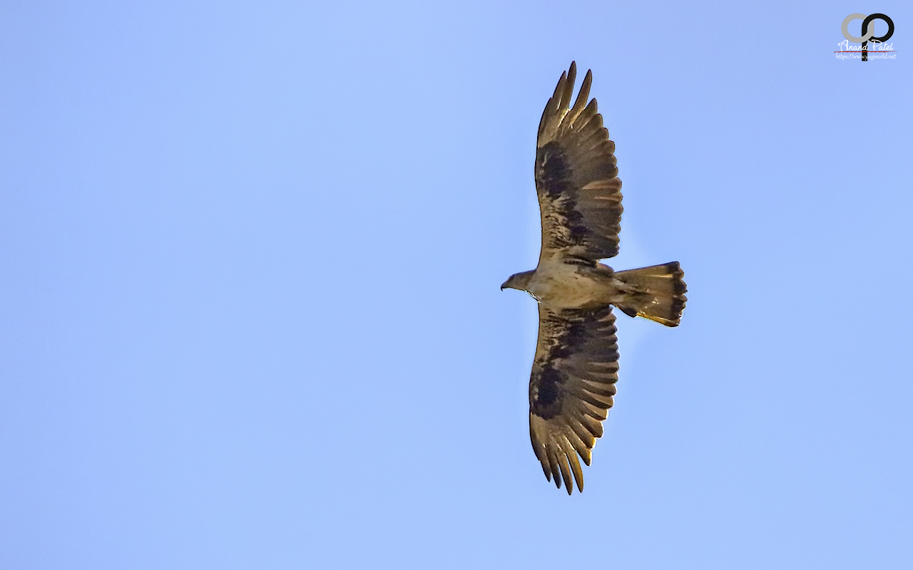Bonelli's Eagle